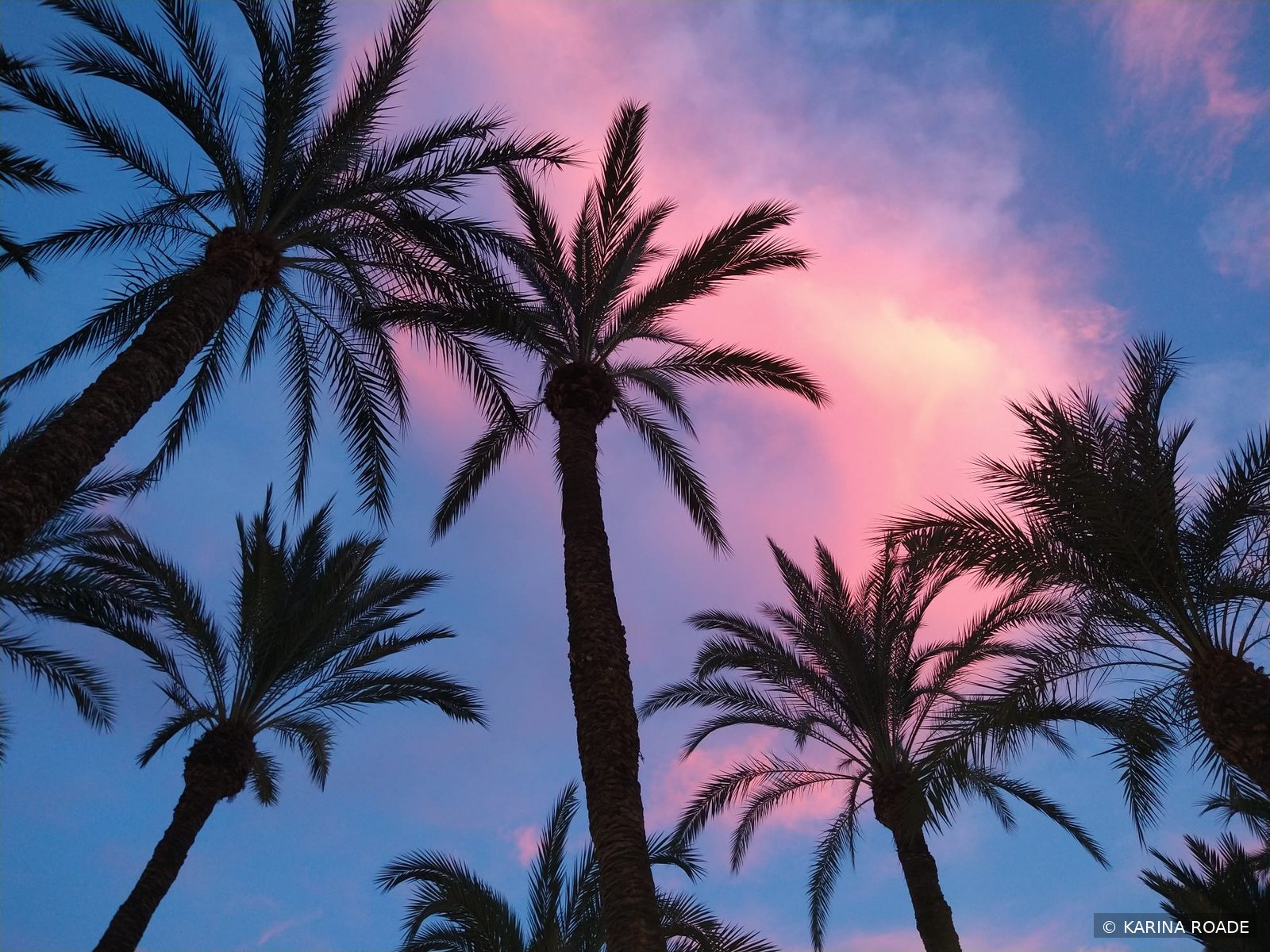 Palm trees and atmospheric light